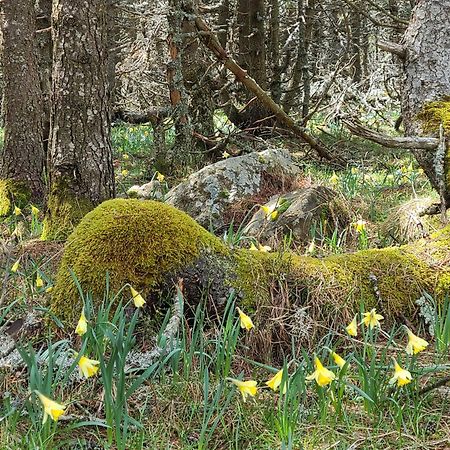 Gites La Boletiere Saint-Etienne-du-Valdonnez Екстер'єр фото